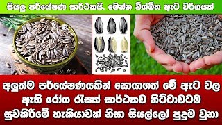 මේ ඇට වල ඇති රෝග රැසක් සාර්ථකව නිට්ටාවටම සුවකිරීමේ හැකියාවක්