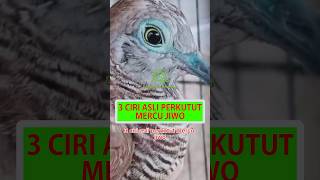 3 Ciri Asli Perkutut Mercu Jiwo #shorts #perkutut #katuranggan #burungperkutut #mercujiwa #viral