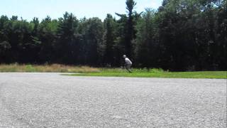 Toeside standup check - quick clip