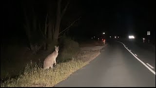 Kangaroo # countryside road # animal # wildlife