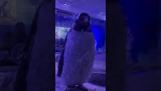 Penguin at Sealife #sealife #penguin #londonlife #london