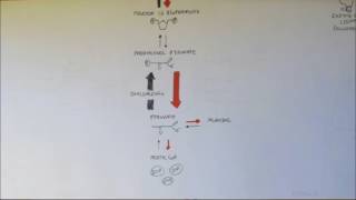 Biochemistry-Regulation of Glycolysis and Gluconeogenesis