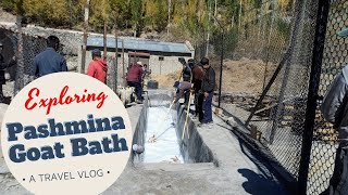 Bathing of Pashmina Goat