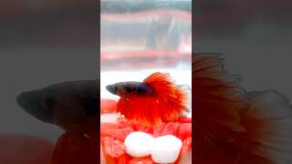 Beautiful betta fish ❤️❤️❤️