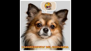 L'AGGRESSIVITA' DEL CHIHUAHUA NEL CORTEGGIAMENTO