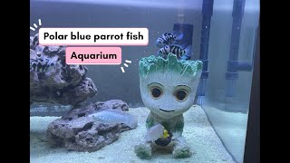 My Aquarium with Polar blue parrot fish | My Aquarium vlog | Polar blue parrot fish #fishes #guppy