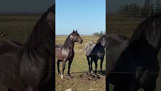 El Valioso Caballo Criollo   Tesoro de las Pampas