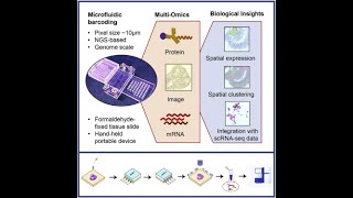 High Spatial Resolution Multi-Omics Sequencing using Deterministic Barcoding (DBiT) #Code: 547