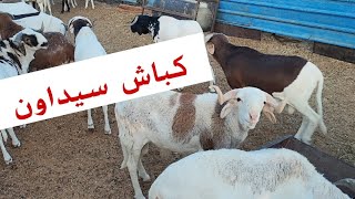 🛑 كباش سيداون 🦬🐂🦬🐑🐐