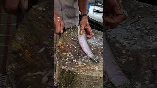 Snakehead Murrel Fish Cutting Skills Live Fastest Live Fish Cutting #shorts