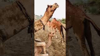 Camel Daily Morning Routine #shorts  #shortvideo  #youtubeshorts