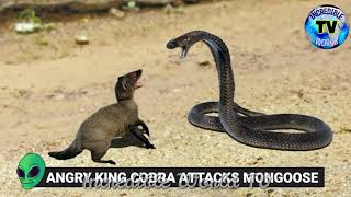 10 Angry Animals That Appeared From Nowhere | By Incredible World TV