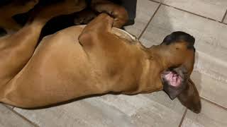 One of Boerboel puppy Jesse’s favourite ways to sleep😴