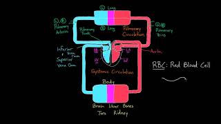 Two Circulations in the Body _ Circulatory system physiology