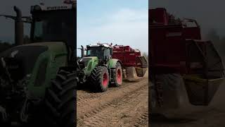 Potatoes on the way from field to the farm