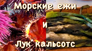 Лук кальсотс и икра морских ежей