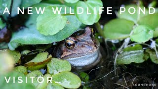 Pond life…if you build it they will come 🐸 Garden wildlife pond 👀 #shorts