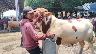 Marlboro super di pasar besuki bikin nangis belantik