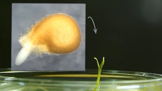 Beefsteak tomato seed germination #timelapse