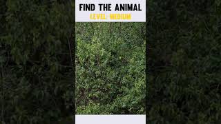 FIND THE HIDDEN JAGUAR