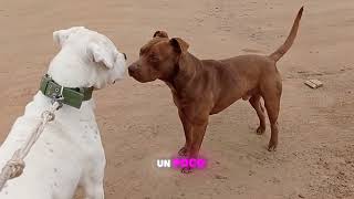 Top10 veces del Dogo Argentino en acción😱😱