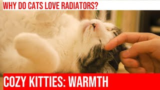 Cozy Kitties: Why Cats Love Curling Up On Radiators!