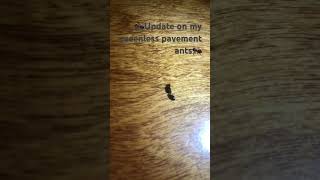 Update on my queenless pavement ants