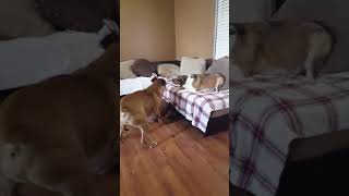 Older Boxer and corgi playing