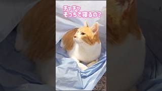 猫にされて傷つくことNo.1 #元野良猫チャチャ #猫武将 #ネコ #ねこ #猫 #cat #チャチャ #shorts