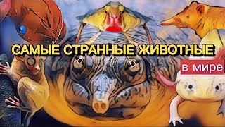 Самые странные животные 😳