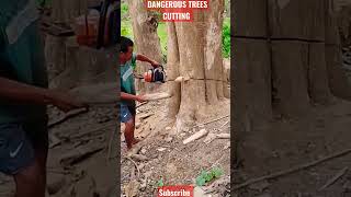 How not to fell a tree, Tree Cutting Fail, dangerous idiot's tree cutting #felling #shorts #viral