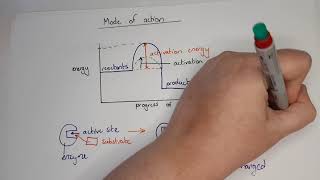 AS Biology - Enzymes