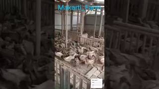 Proses Penggantian Air Minum Bebek Petelur Makarti_Farm #bebek #bebekpetelur #farm #telur #duck