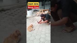 DIEM AJA BOLEH JUGA #shorts #kucing #kucinglucu #kucingimut #kucingkampung #cats #istanalokajaya