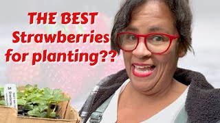 Strawberry Planting the Best for Your Garden | Urban Homestead VLOG