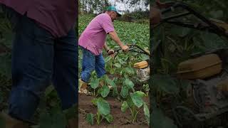 trabalhando com TRATORITO! #shorts #short #agro #campo #rural #roça