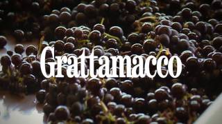 L’Alberello - Bolgheri Rosso Superiore DOC di Grattamacco