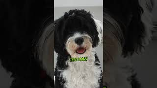 Fascinating Facts About The Portuguese Water Dog