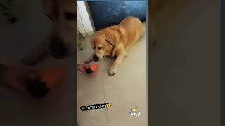 #playtime #doglover #dogo #dogowner #petowner #pets#labradoor #love #youtubeshorts #dogshorts #dog