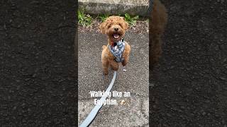 Cute dog 🐶 Walking like he means it. #shorts #dog #cutedog