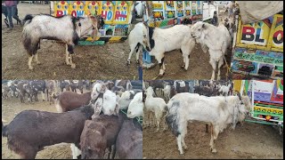 टोंक मंडी में बारिश का रूझान 😅 , Tonk Bakra Mandi...Live Update..21/02/2024..By #PathanFarmHouse...😇