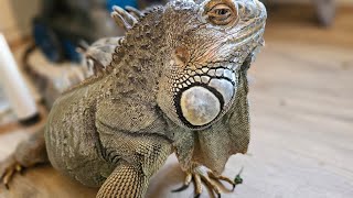 Iguana Rescue