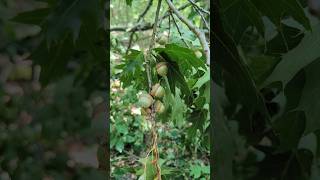 ACORNS, ACORNS EVERYWHERE! #forest #trees