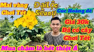 28/8☎️0379703239 gặp Thuận 🌲Xuất hiện thêm 1 vườn mai giá siêu rẻ chỉ từ 30k đã bao ship 🌲