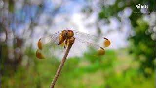 YELLOW WINGED DARTER | INSECT VIDEO | WHATSAPP VIDEO STATUS | D.R.TAKODAEA