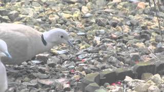 Collared Doves(Streptopelia Decaocto)eating Cotoneaster Horizontalis berries 16 feb 2012.mov