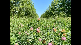 Cover Cropping in Orchards: Pollinators, Beneficial Insects, and Soil Health