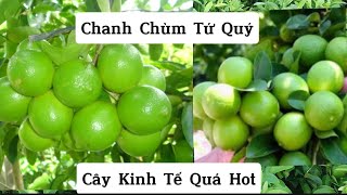 Giống Cây Chanh Siêu Quả, Quả Mọc Thành Chùm Ra Quả Quanh Năm