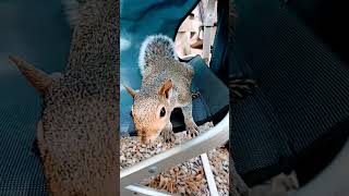 Tiny The Squirrel Steals My Chair!