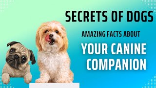 Amazing Dog Facts: Unlock Your Dog’s Senses, Communication & Training Tips for a Happy Pup!